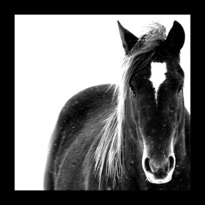 Horse Wall Art, Black and White Photography, Horse Print, Wall Art, Wall Decor, Canvas Print, Printed Wall Art, Wild Horse Print, Fine Art