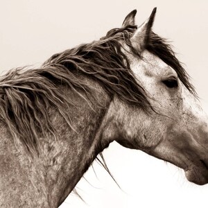 Fine Art Wild Horse Prints, Black and White Wild Horse Photo, Desert Horse Art, Horse Decor, Horse Lover, Horse Print, Horse Canvas Wall Art
