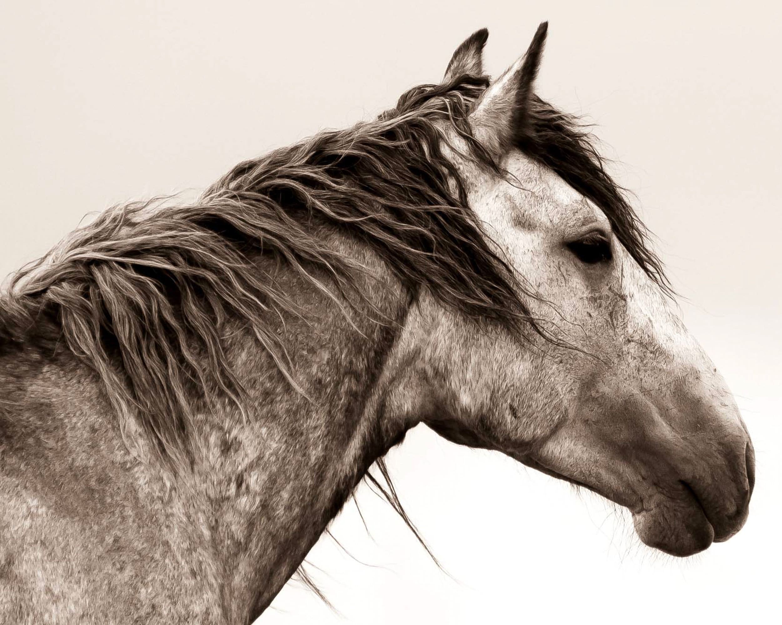 Fine Art Wild Horse Prints, Black and White Wild Horse Photo, Desert