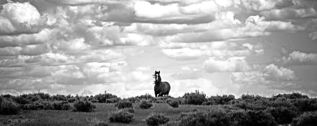Fine Art Wild Horse Prints, Black and White Wild Horse Photo, Desert ...