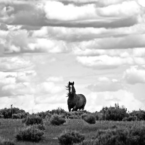 Fine Art Wild Horse Prints, Black and White Wild Horse Photo, Desert Horse Art, Horse Decor, Horse Lover, Horse Print, Horse Canvas Wall Art