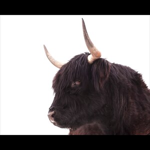 Highland Cow Print,  Highland Cow Photography, Fuzzy Cow Wall Art, Cow Canvas, Black and White Photography, Cow Wall Art Decor