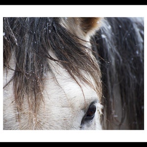 HORSE PHOTOGRAPHY, wild horse prints, equine photography, western art, modern farmhouse decor, large canvas horse posters, horse wall art