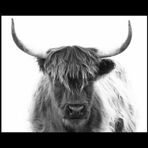 Highland Cow Art Fuzzy Cow Print Highland Cow photo Highland Cow Wall Art Canvas Prints Highland Cow Poster Wall Art Black and White Photos