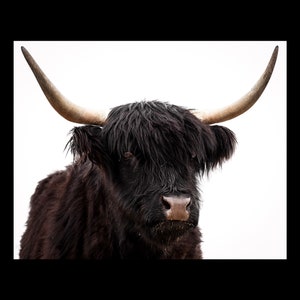 Highland Cow Art Fuzzy Cow Print Photography Cow Canvas Wall Art Cow Canvas Home Decor Cattle Prints Highland Cow Photo  Photo Art Wall Art