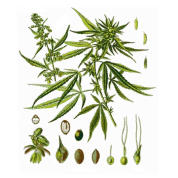 Marijuana Development Cross Stitch Pattern