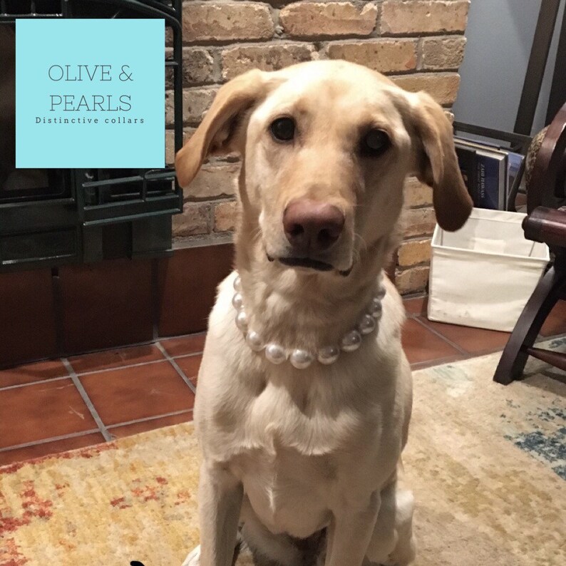 The Phoebe Pearl Dog Collar, Beaded Dog Collar, Dog Pearls, Pearl Dog Necklace image 6