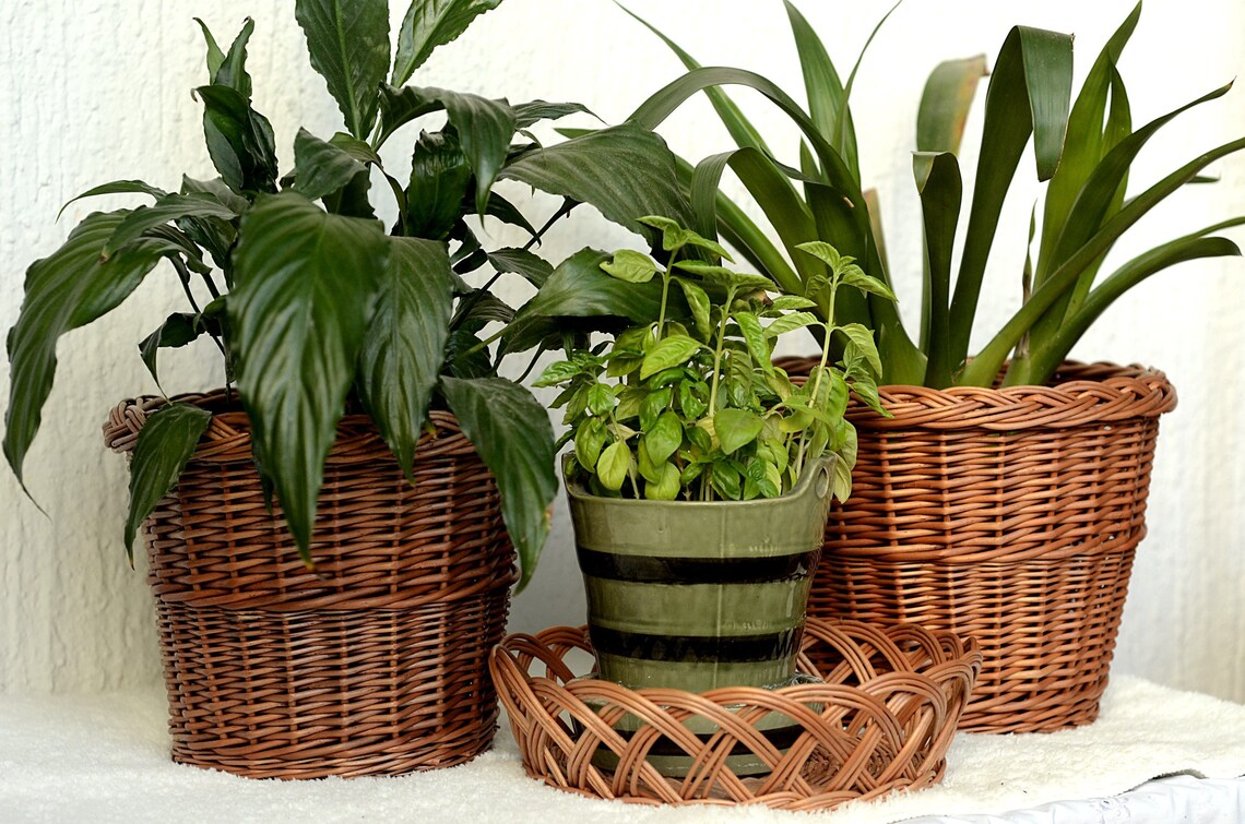Wicker Plant Pot Basket Plant Pot Wicker Basket Planter Etsy