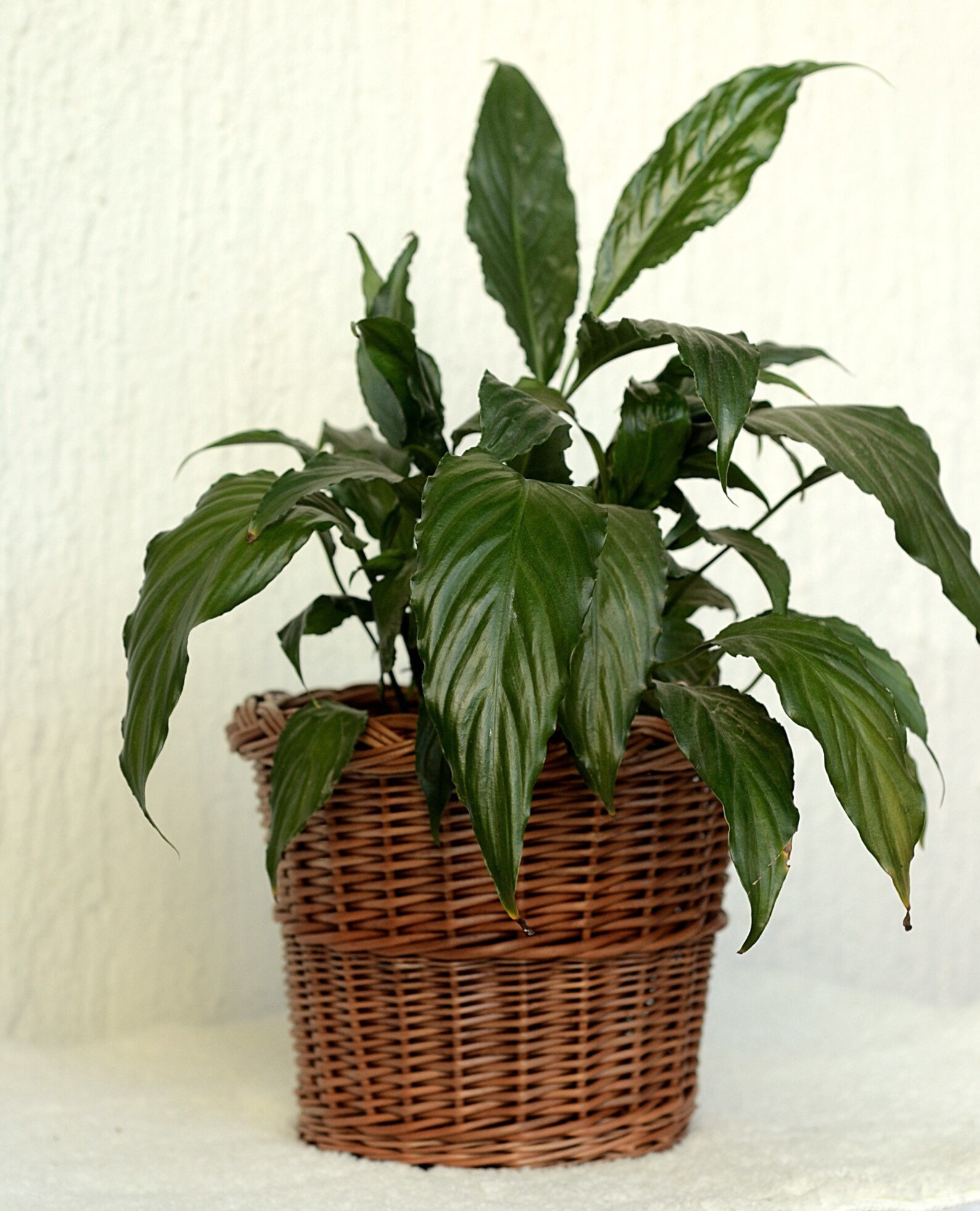 Wicker Plant Pot Basket Plant Pot Wicker Basket Planter Etsy