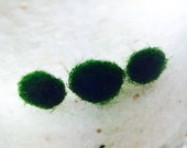Small Marimo Moss Balls 5X Live Plants
