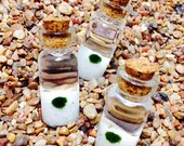 Marimo Balls 3X Mini Live Aquariums