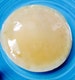 Large Kombucha SCOBY + Strong Starter Tea Live Organic Mother Culture 