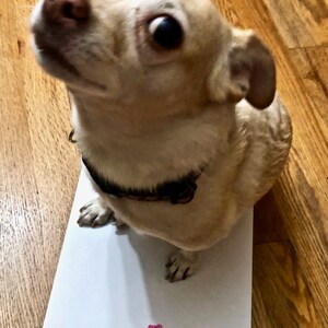 May include: A small, light brown chihuahua dog with big, dark eyes is looking up at the camera. The dog is standing on a white piece of paper with a pink paw print on it.
