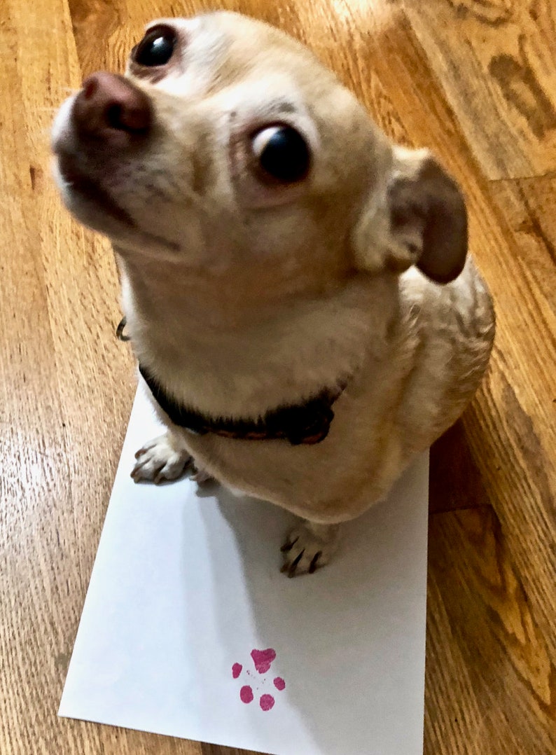May include: A small, light brown chihuahua dog with big, dark eyes is looking up at the camera. The dog is standing on a white piece of paper with a pink paw print on it.