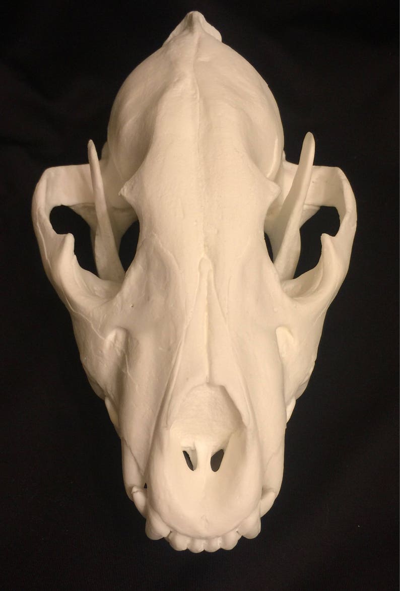Spotted Hyena Skull Replica Etsy