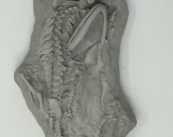 Triassic Cuddle Fossil Replica (Broomistega & Thrinaxodon)
