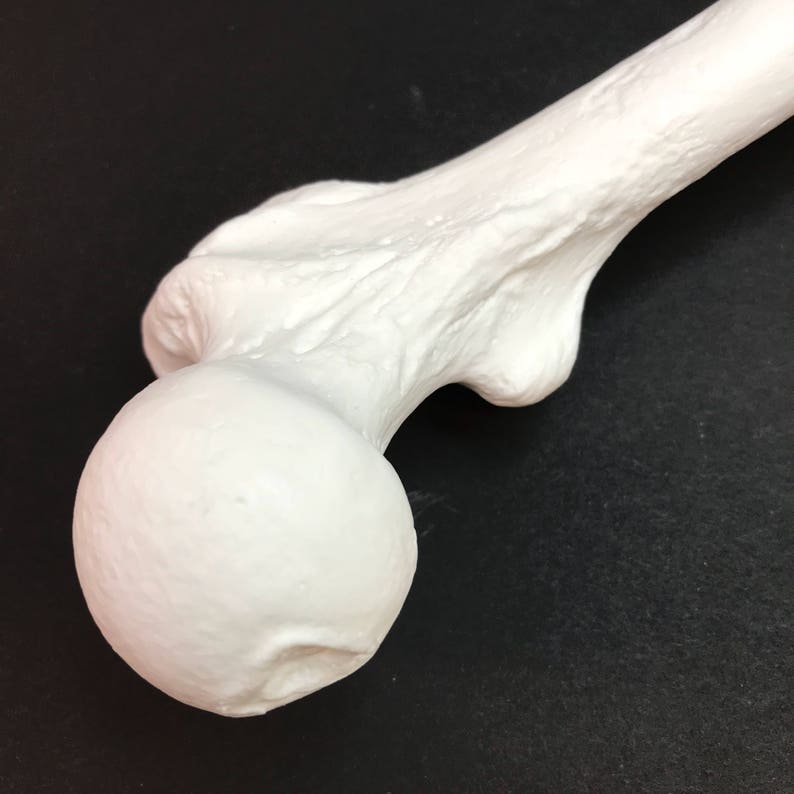 Human femur replica image 5