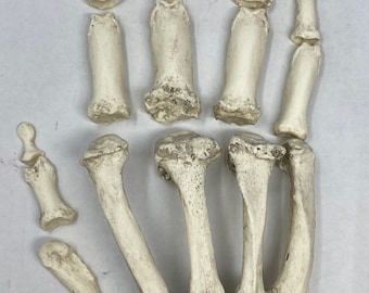 Gorilla hand skeletal semi articulated replica
