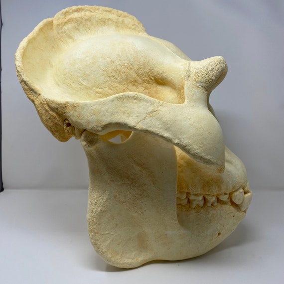 ギガントピテクスのレプリカ頭蓋骨 - Etsy 日本