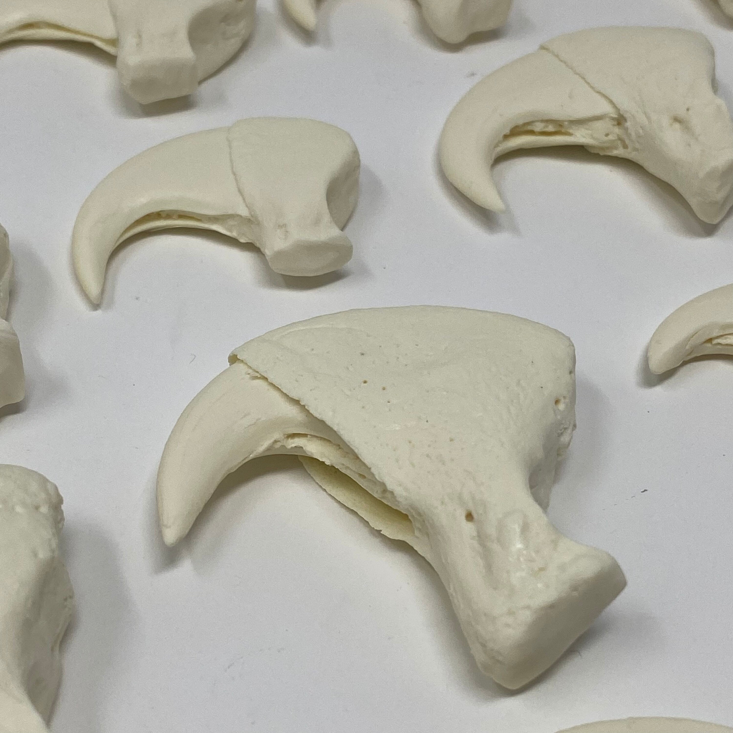 African Lion Claw Replicas Full Set Etsy