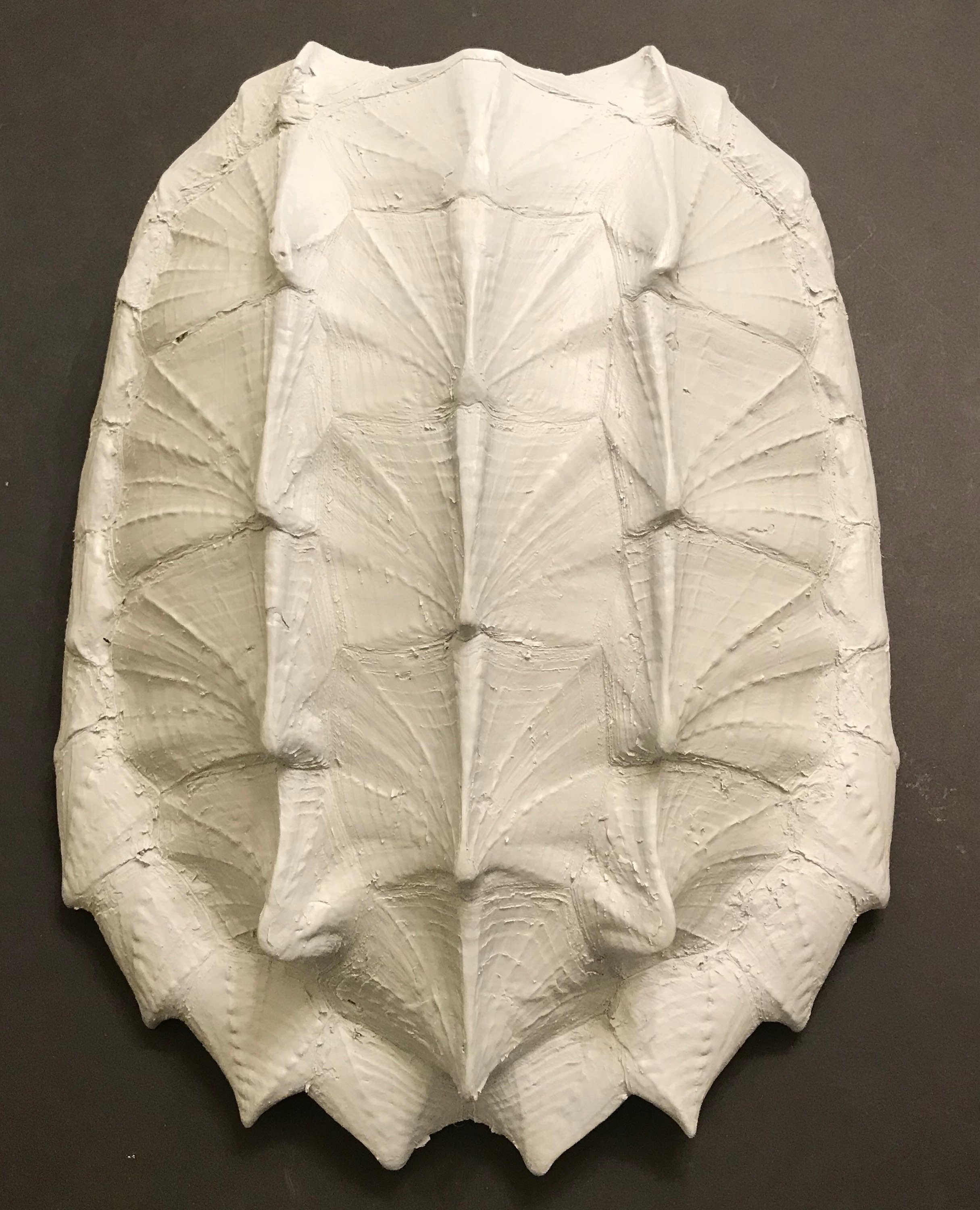 Alligator Snapping Turtle Shell