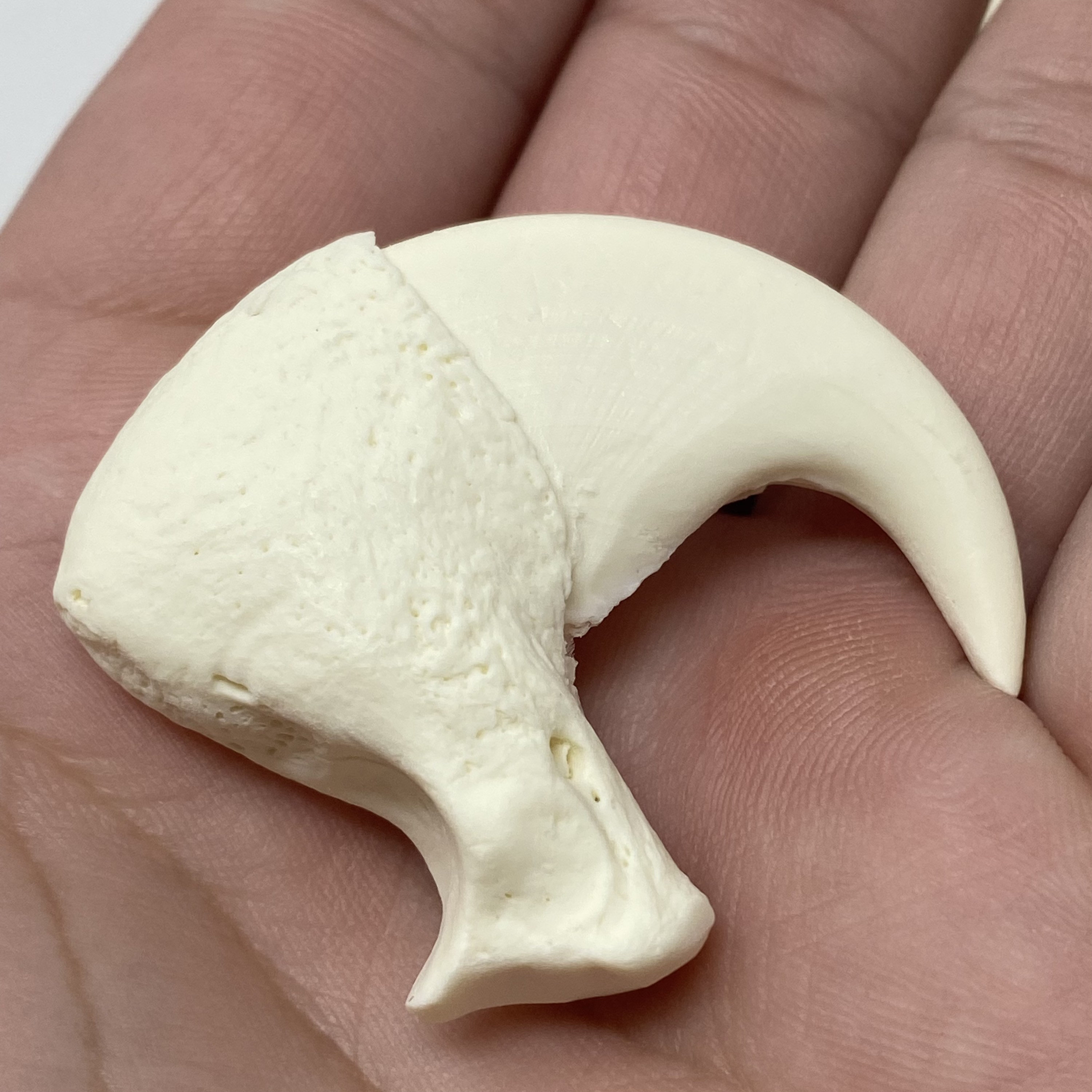 African Lion Claw Replicas Full Set Etsy