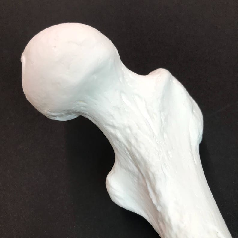 Human femur replica image 6