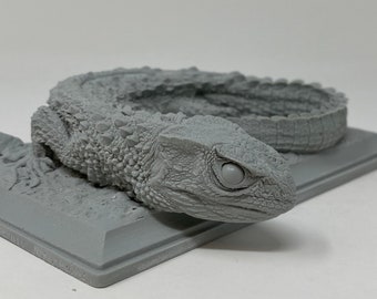 Chinese Crocodile Lizard Deathcast (Female)