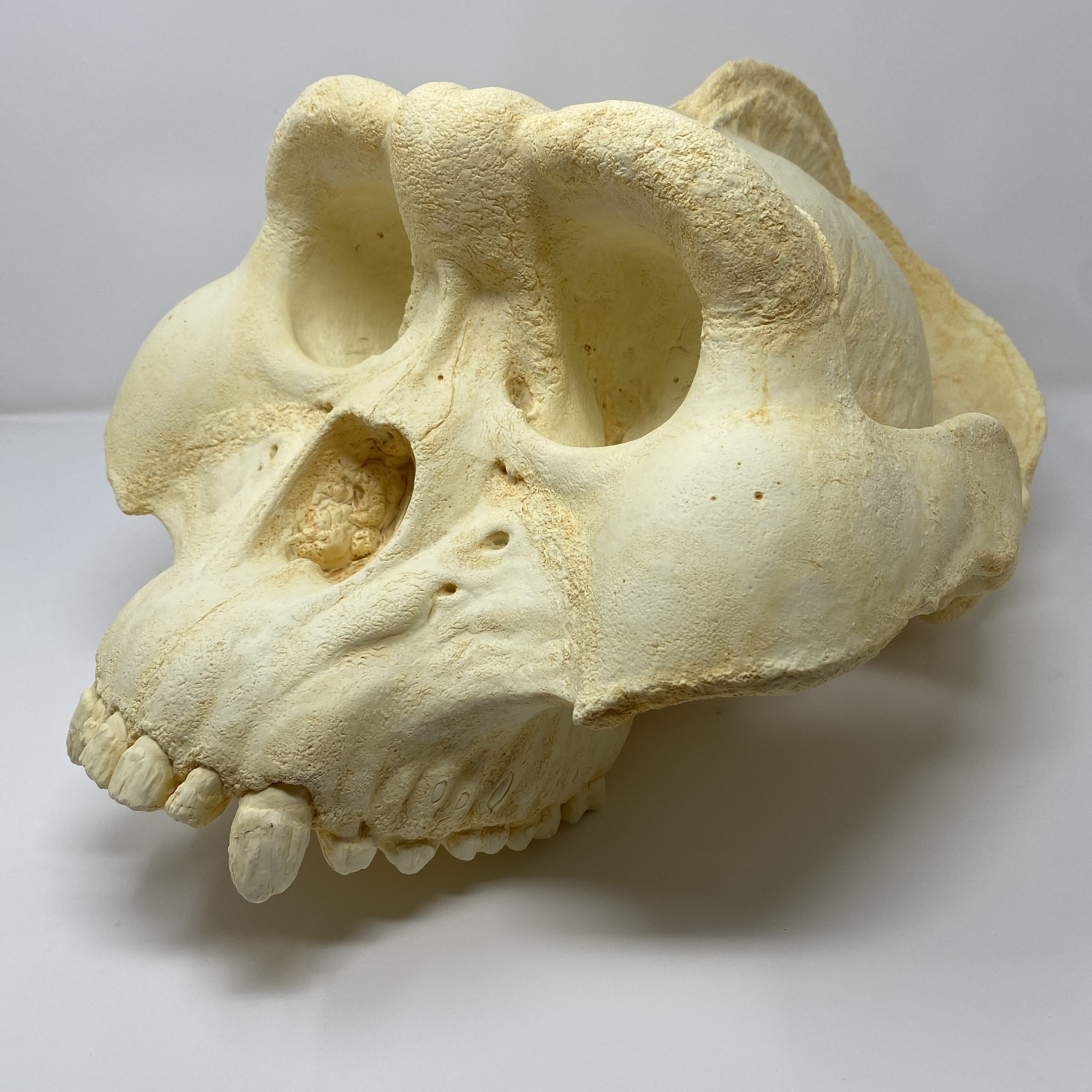 高品質！ ゴールドテグー 頭骨 ☆即納☆高品質！ゴールドテグー 頭骨 - 頭骨・骨格標本・剥製販売