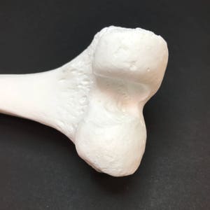 Human femur replica image 4