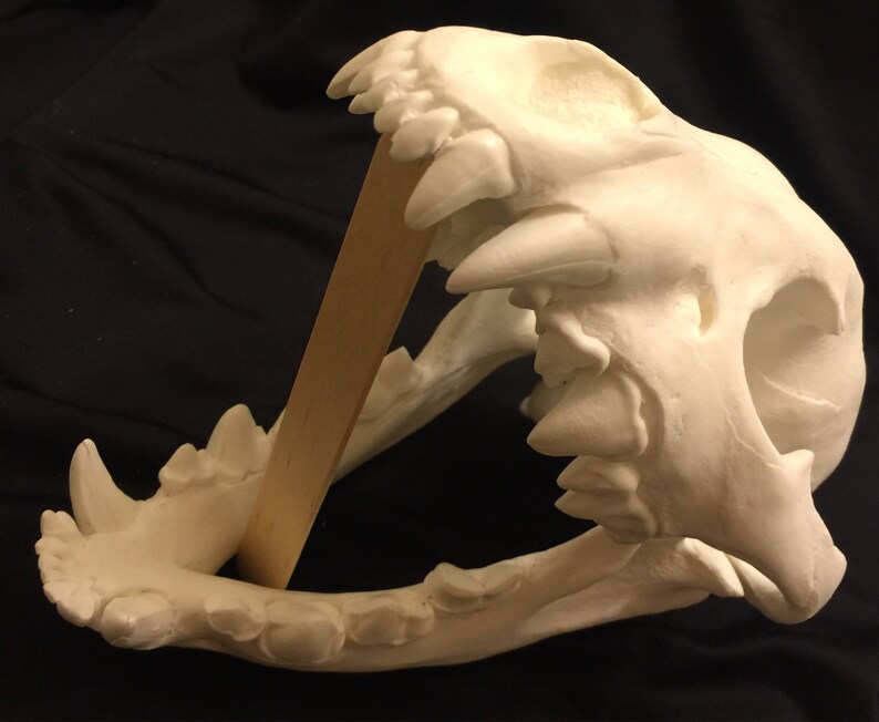 Spotted Hyena Skull Replica | Etsy