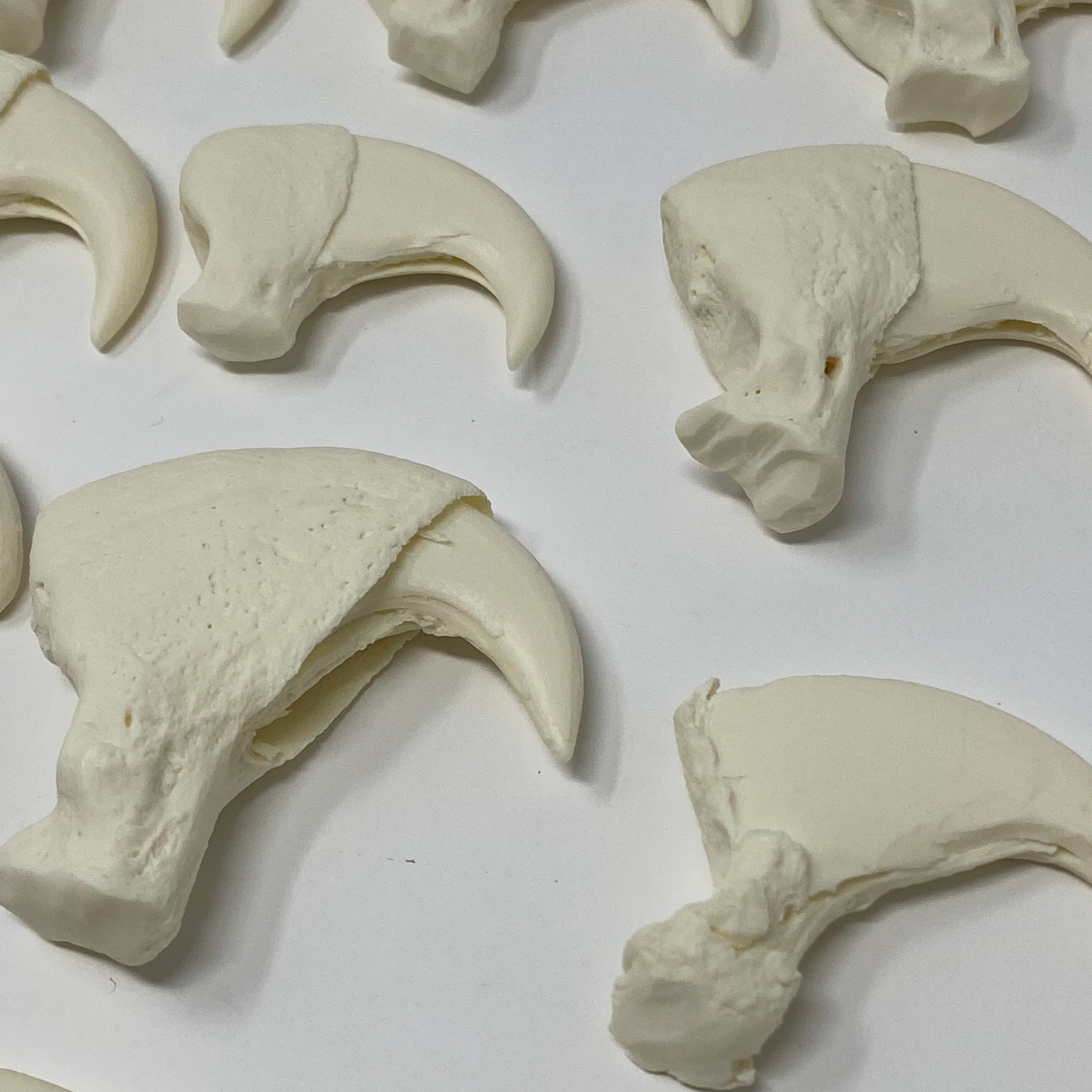 African Lion Claw Replicas Full Set Etsy