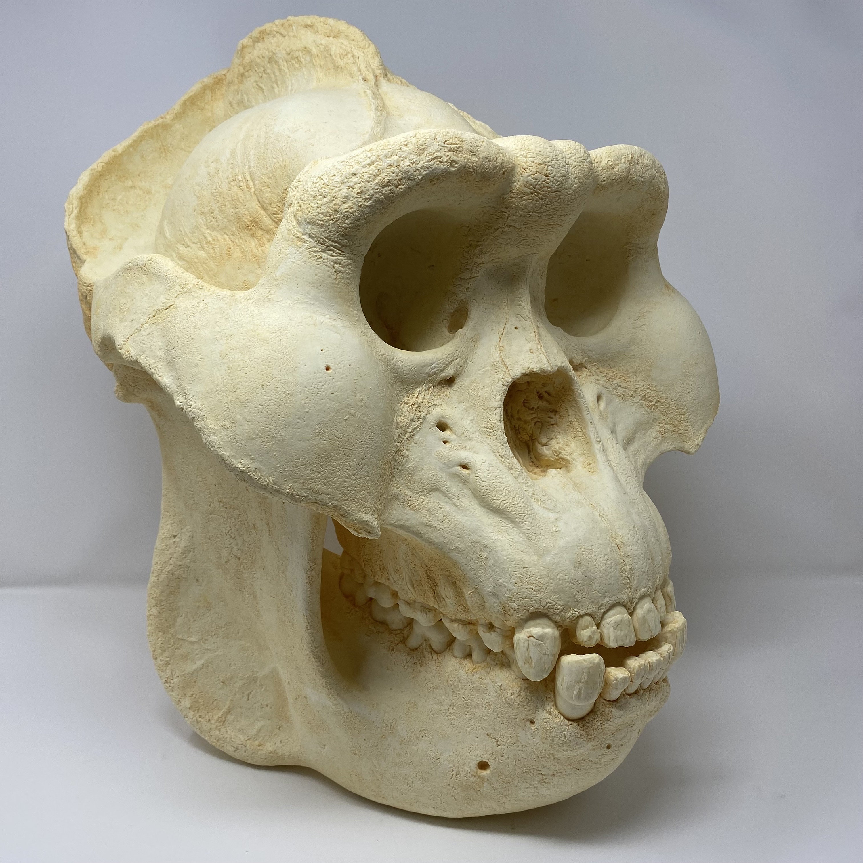 高品質！ ゴールドテグー 頭骨 ☆即納☆高品質！ゴールドテグー 頭骨 - 頭骨・骨格標本・剥製販売