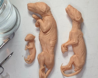 Tasmanian Tiger fetus replica set (Thylacine)