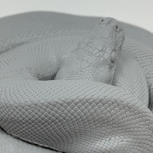 Pu&ograve; includere: Una scultura di serpente avvolto in grigio chiaro caratterizzata da un motivo a squame testurizzato e altamente dettagliato su tutto il corpo. La testa &egrave; posizionata sopra le spire, mostrando dettagli in rilievo e orbite oculari ben definite.
