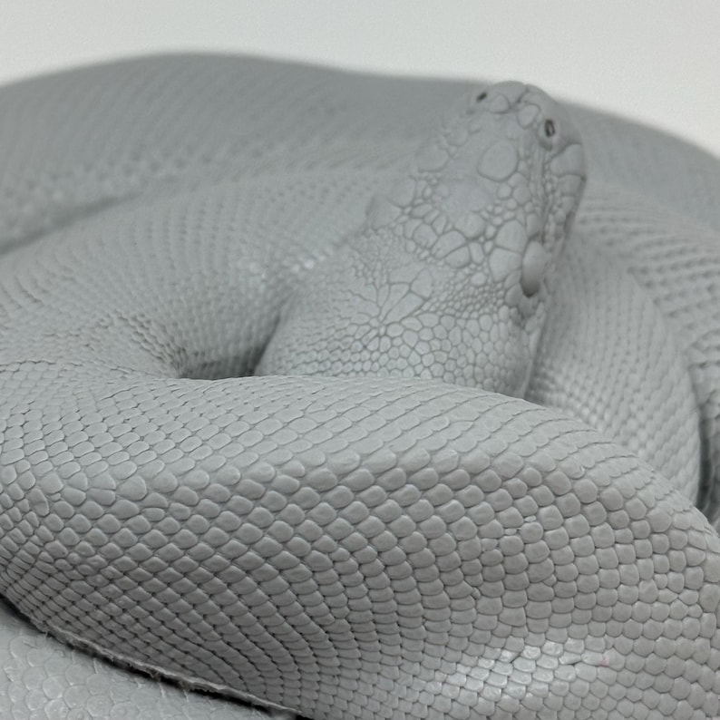 Pu&ograve; includere: Una scultura di serpente avvolto in grigio chiaro caratterizzata da un motivo a squame testurizzato e altamente dettagliato su tutto il corpo. La testa &egrave; posizionata sopra le spire, mostrando dettagli in rilievo e orbite oculari ben definite.