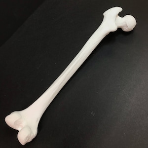 Human femur replica image 2