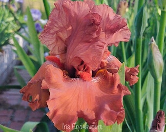 Rusty Taylor Tall Bearded Iris Rhizome Bare Rooted Perennial Plant Cottage Garden Flower Ready To Plant