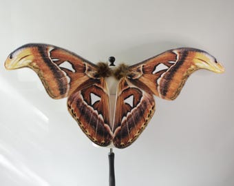 copper colored Atlas Moth Fairy Wings - realistic Fantasy Costume Accessory for Adults - Size L Large