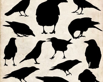 Crow Silhouette ,Set 5, 20 png Clipart , Instant Download,  clipart