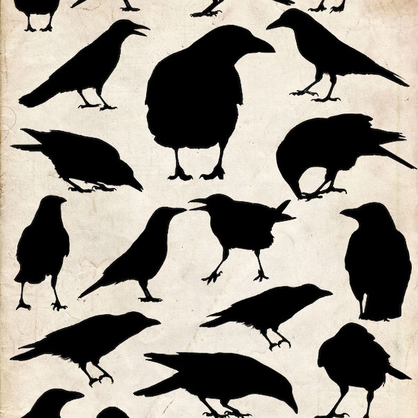 Crow Silhouette ,Set 5, 20 png Clipart , Instant Download,  clipart