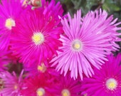 10 20 Cuttings PINK HOT PINK Dorotheanthus Bellidiformis Cuttings Ice Plant Ground-cover Hardy Mesembryanthemum