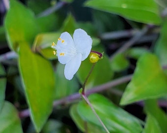 Bridal Veil Plant Etsy