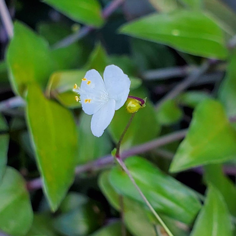 Tradescantia Bridal Veil Wandering Jew House Plant Etsy