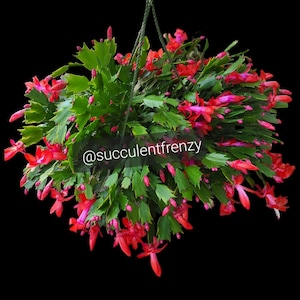 Caribbean Dancer #08 Schlumbergera Truncata - Holiday Thanksgiving ...