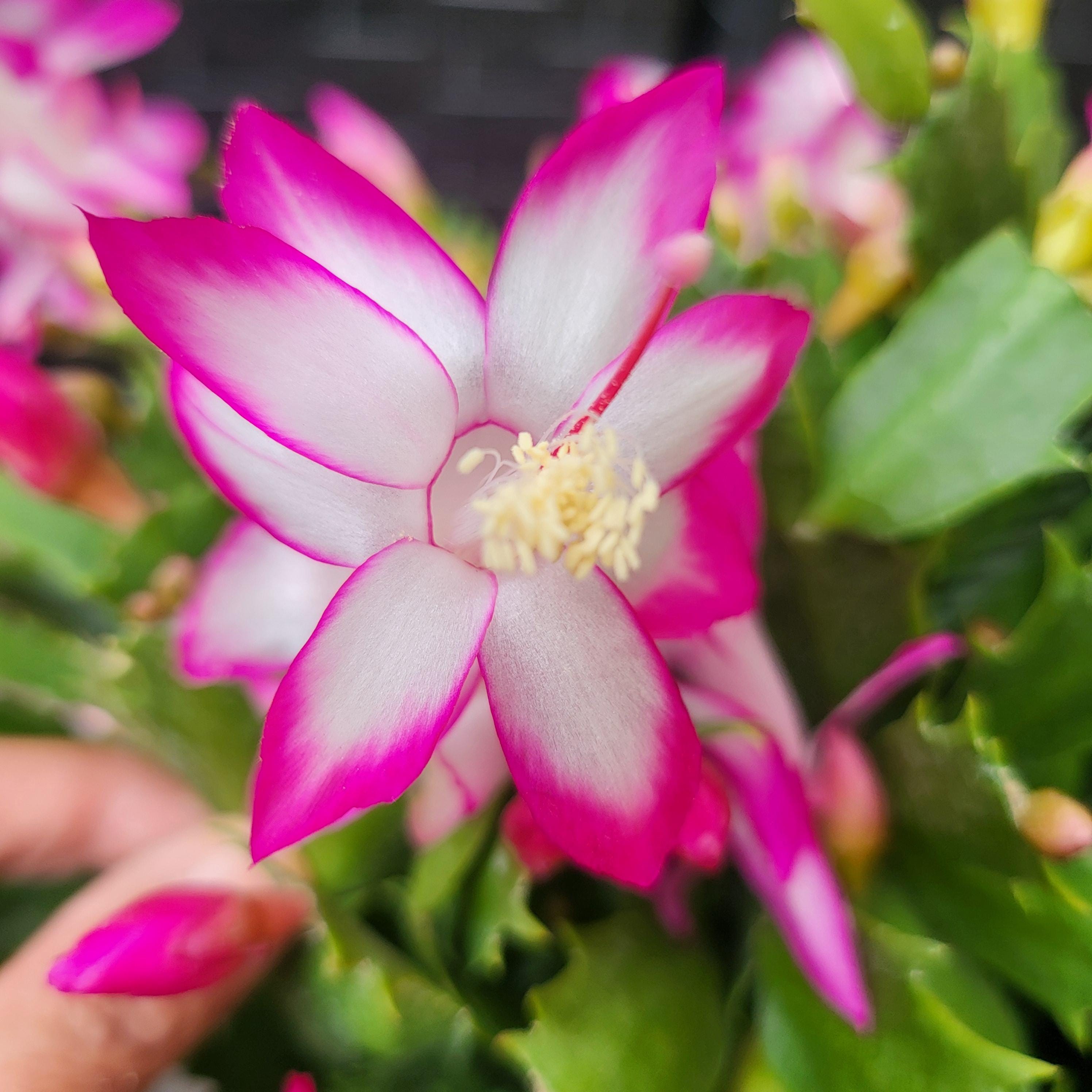 Thor Nille (ID#19) Schlumbergera Truncata - Holiday Thanksgiving