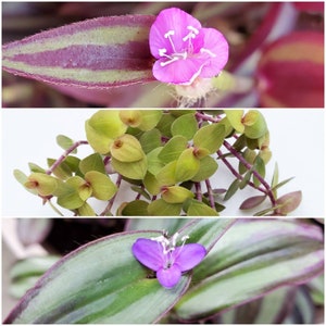 May include: A close-up of a purple flower with white accents, surrounded by green leaves. The flower is in focus, while the leaves are slightly blurred in the background.
