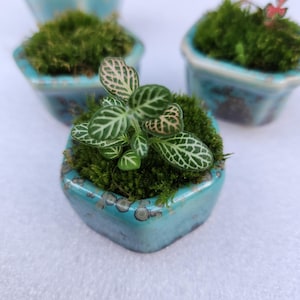 May include: A small, hexagonal, turquoise ceramic planter with a mottled glaze finish, containing a vibrant green fittonia plant with white-veined leaves nestled in a bed of lush, dark green moss. Two additional matching planters are visible behind.