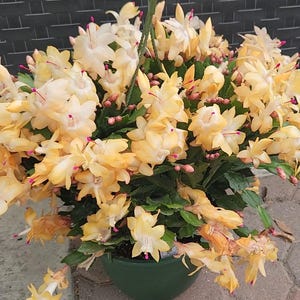 May include: A hanging basket overflowing with a Christmas cactus. The plant features numerous yellow and cream-colored flowers with pink tips, set against green foliage. The pot is a dark green color.