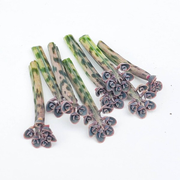 30+ Babies/Plantlets Kalanchoe Tubiflora Succulent Propagation Leaves Mother of Thousands/Mother of Millions